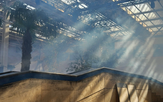 Sunlight streaming through greenhouse roof onto palm tree and stairwell.